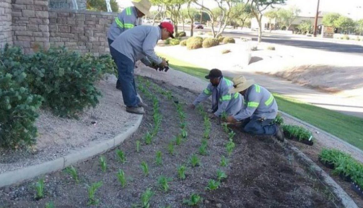 planting-fall-annuals