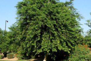 Sissoo Tree