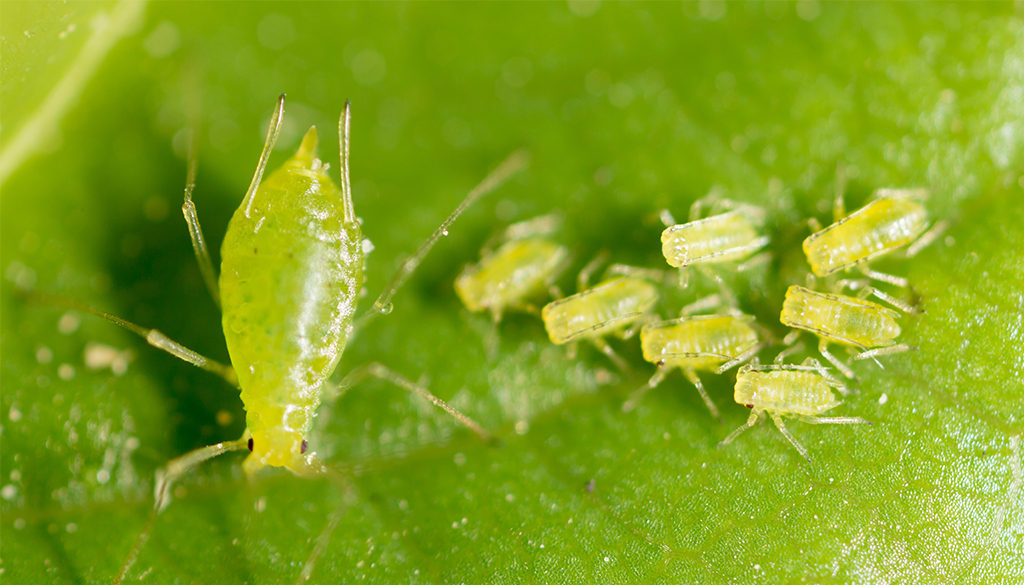 aphid-pests