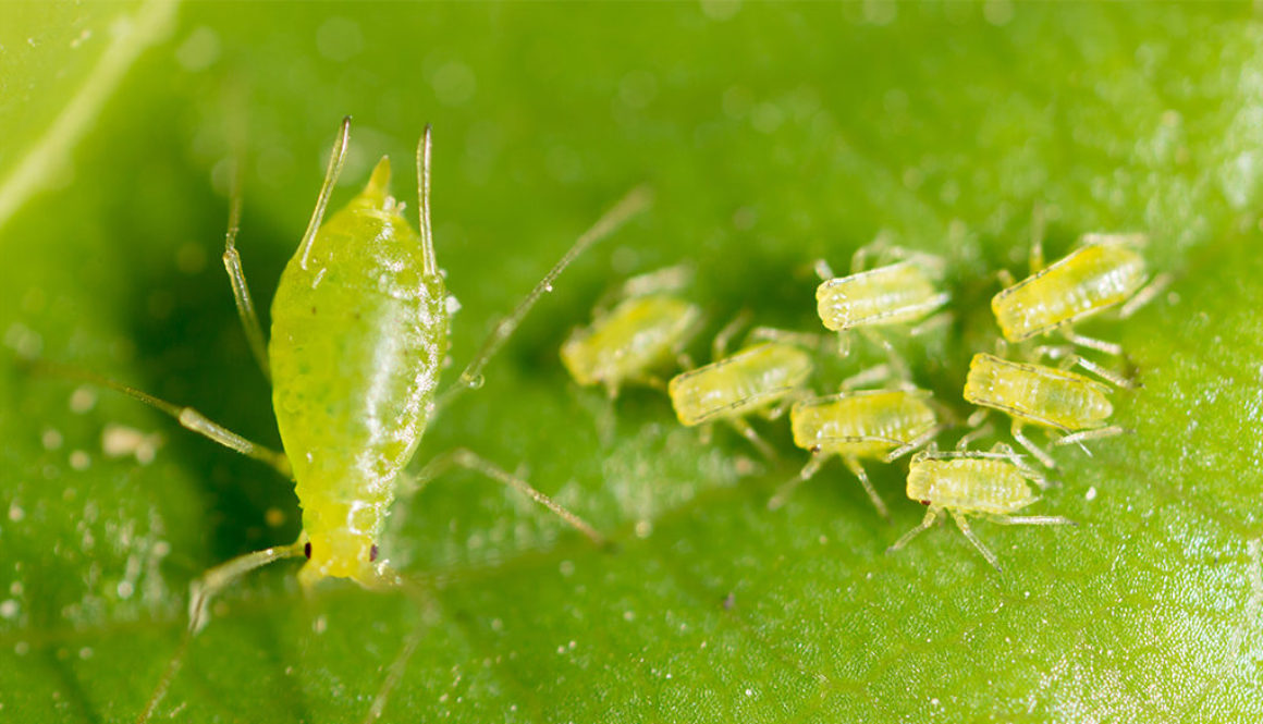 Aphids Blog