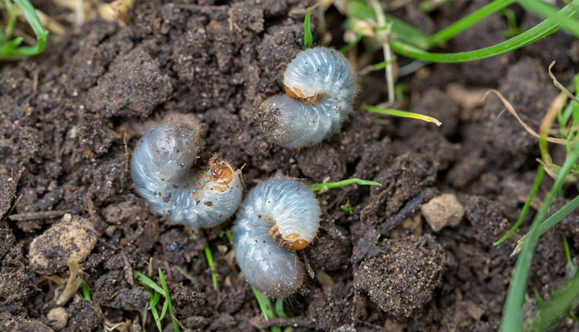 White Grubs