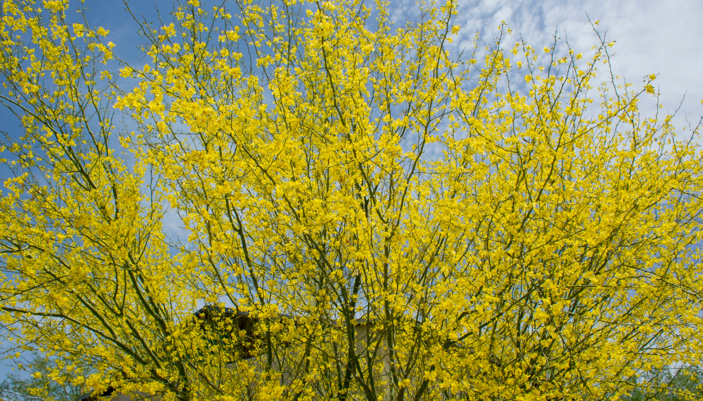 Palo Verde Tree