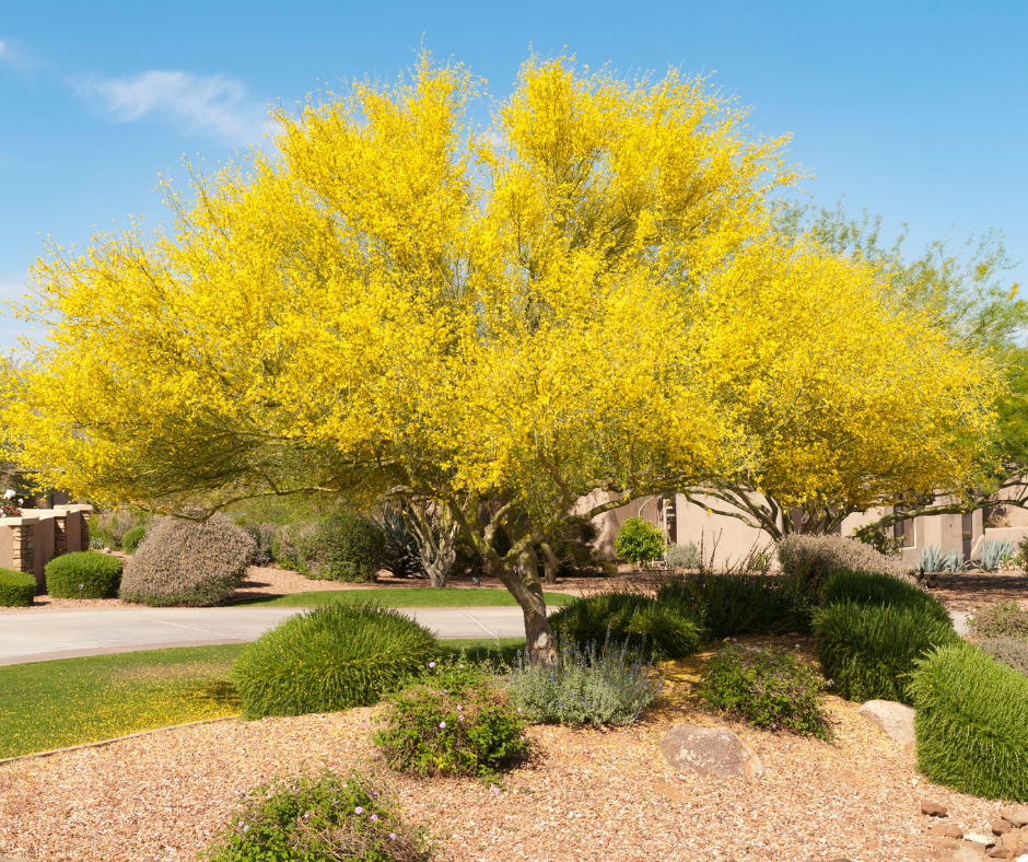 What Is The Most Common Tree In Arizona