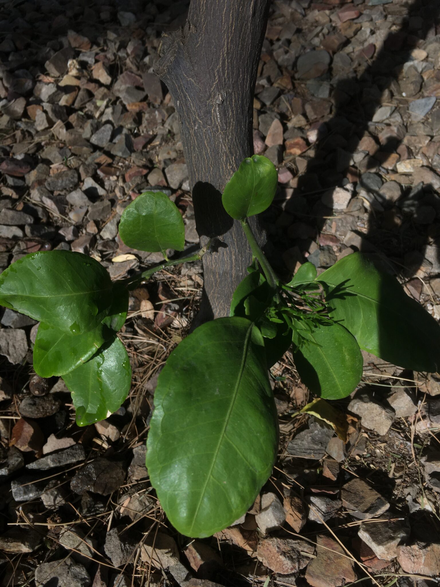 Proper Citrus Care Pruning Basics Els Maintenance And Construction