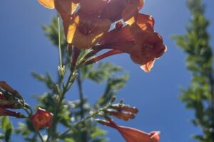 IMG_2086