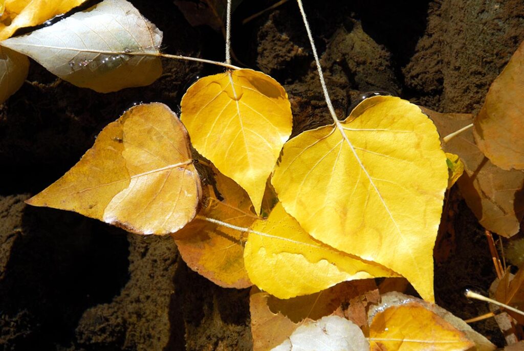 why-is-my-tree-losing-its-leaves-in-summer-treenewal