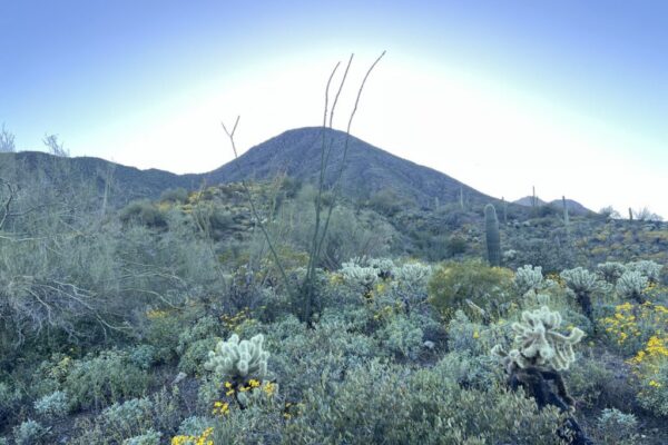 natural desert shot