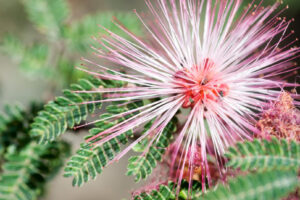 pink fairy duster