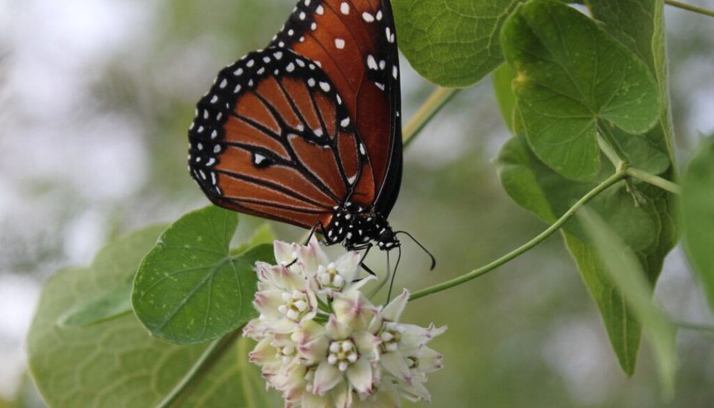 2560px-Twining_milkweed_vine