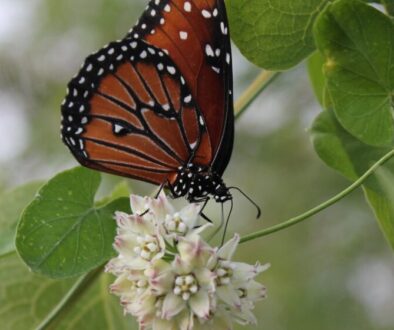 2560px-Twining_milkweed_vine