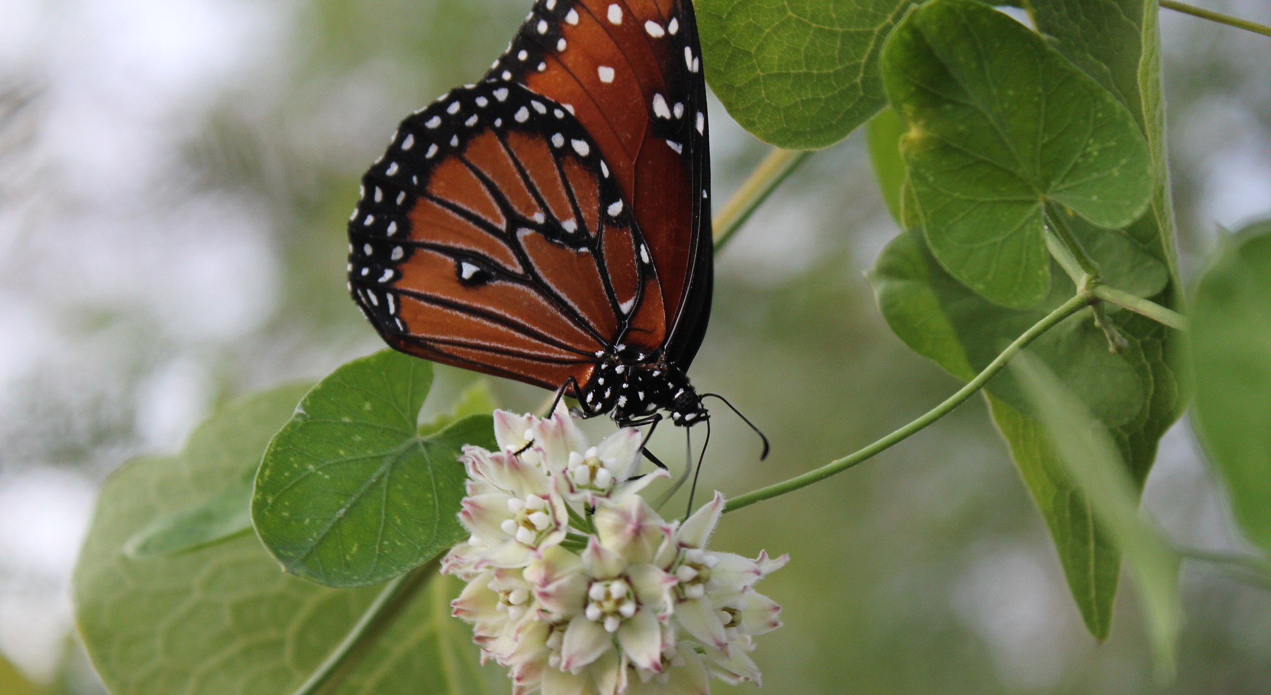 2560px-Twining_milkweed_vine