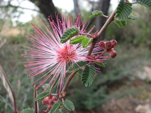 Calliandra_eriophylla_image52