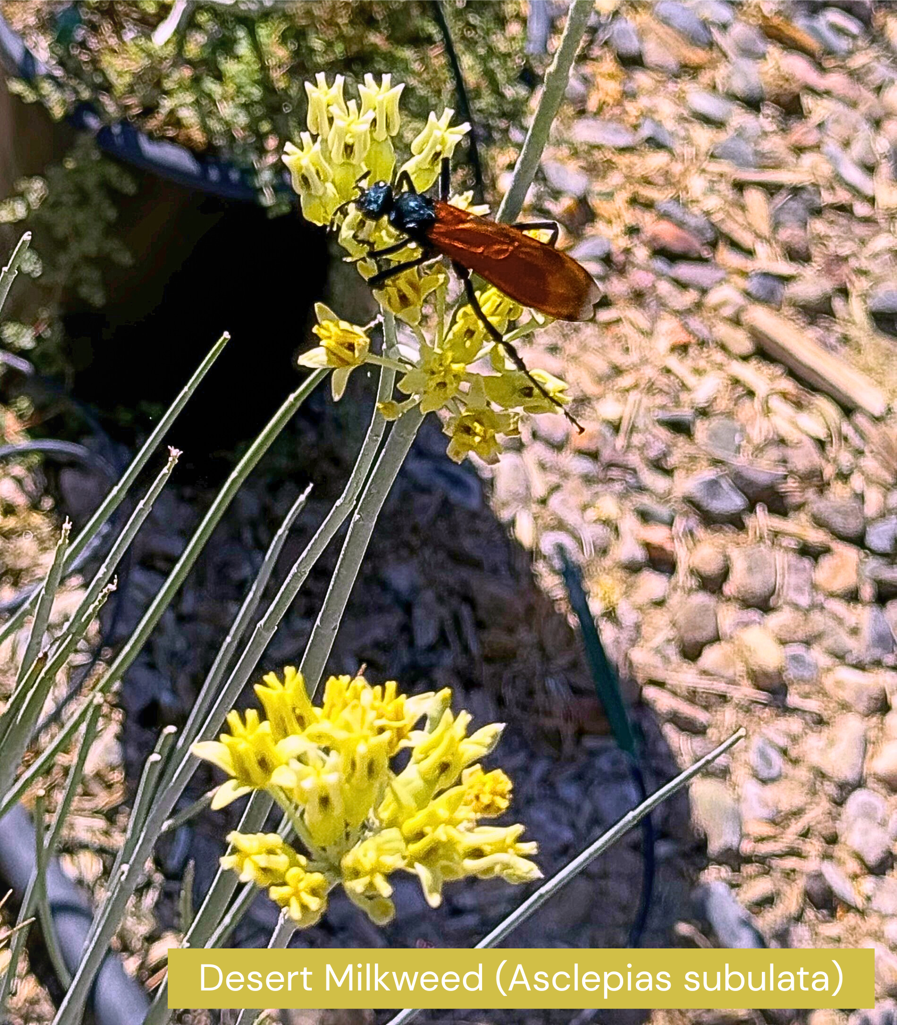 Desert Milkweed (Asclepias subulata)