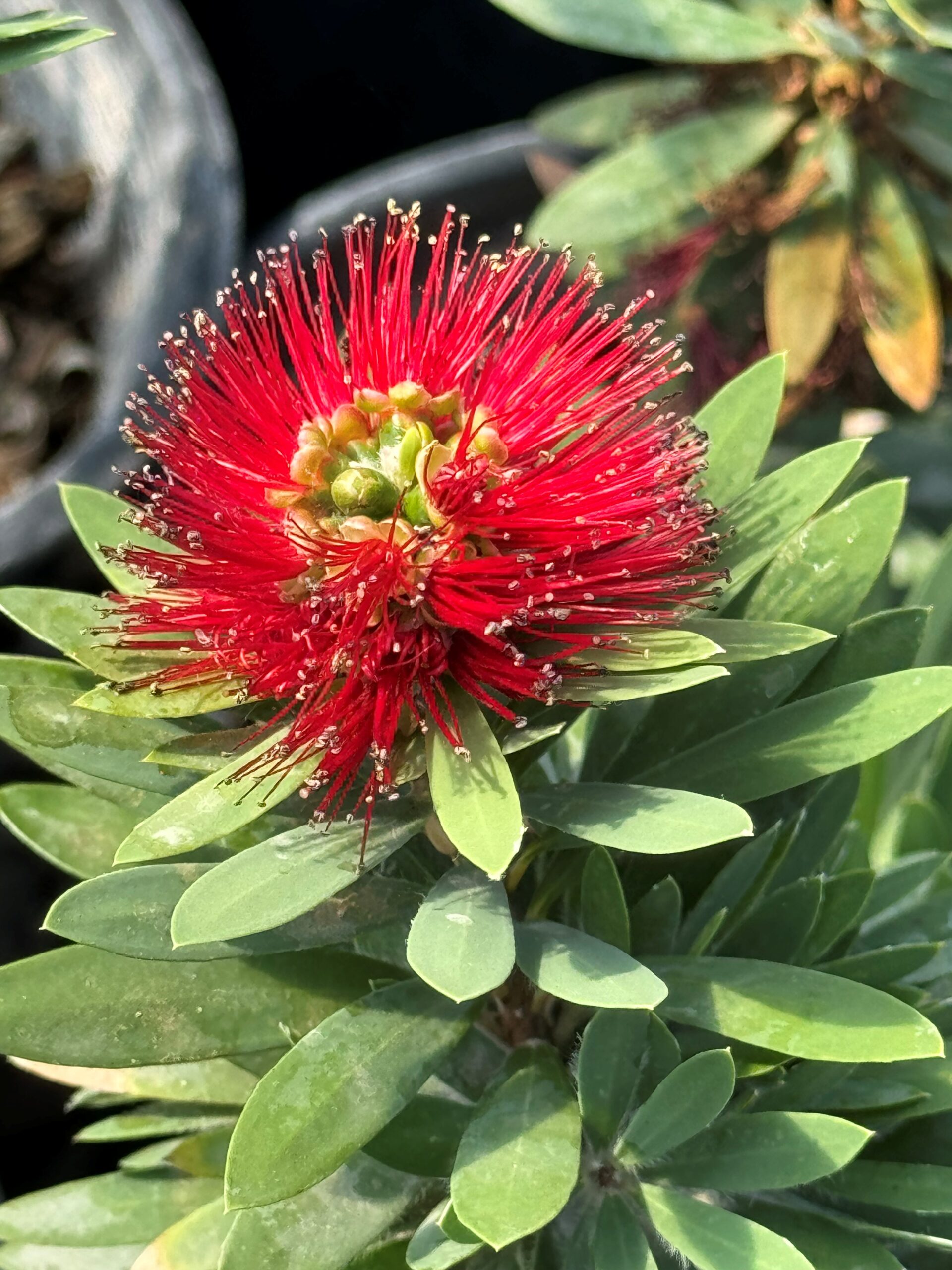 Green Of the Month: Bottlebrush (Callistemon viminalis ‘Little John’) Green Of the Month: Bottlebrush (Callistemon viminalis ‘Little John’)