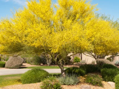 BluePaloVerde_6e9b31d9-0226-47cd-ae49-d9038b441b0a