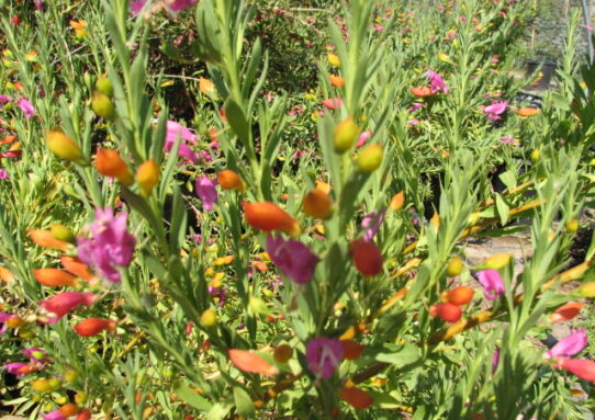 Easter Egg Emu - Eremophila racemosa 'Easter Egg'