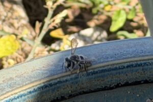 IMG_1586