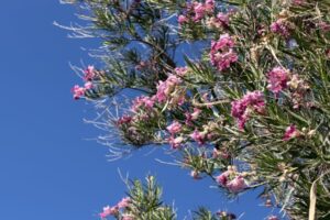 desert willow