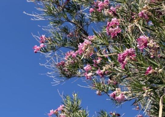 Desert Willow -- Chilopsis linearis