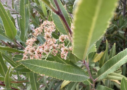 Arizona Rosewood -- Vauquelinia californica