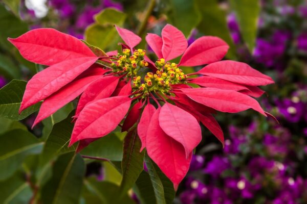 red-poinsettia-flowers-852114020-96abcdf3a5fb435582fd6a274a5f876f-2423750531 red-poinsettia-flowers-852114020-96abcdf3a5fb435582fd6a274a5f876f-2423750531