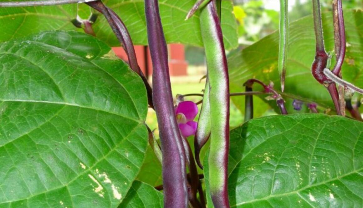 Purple-Podded-Pole-Bean-980x1307-992481123
