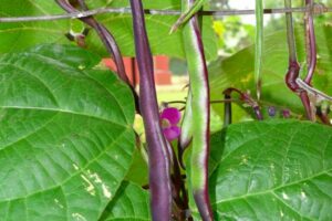 Purple-Podded-Pole-Bean-980x1307-992481123