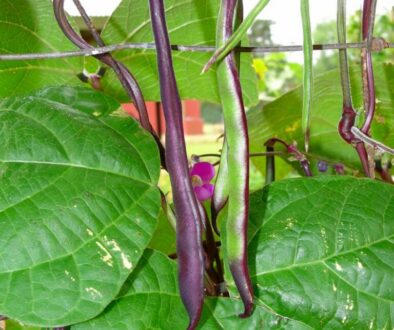Purple-Podded-Pole-Bean-980x1307-992481123