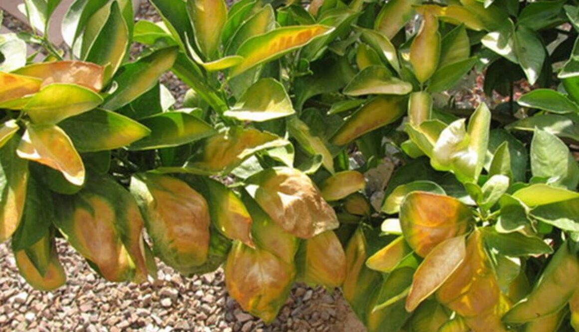 leaf-sunburn-4018745920
