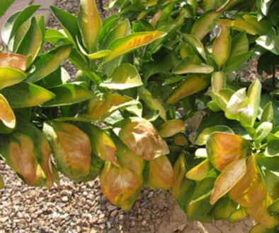leaf-sunburn-4018745920